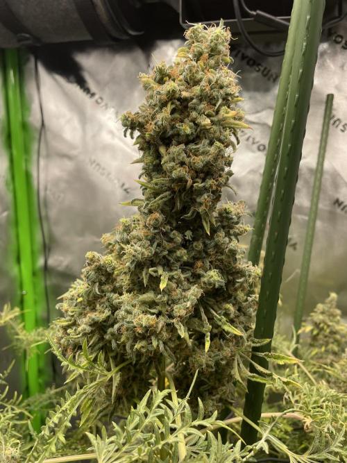 Terpyz - Mentha De Croco. Week 23