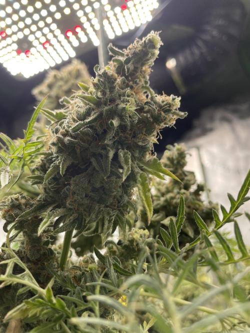 Terpyz - Mentha De Croco. Week 23