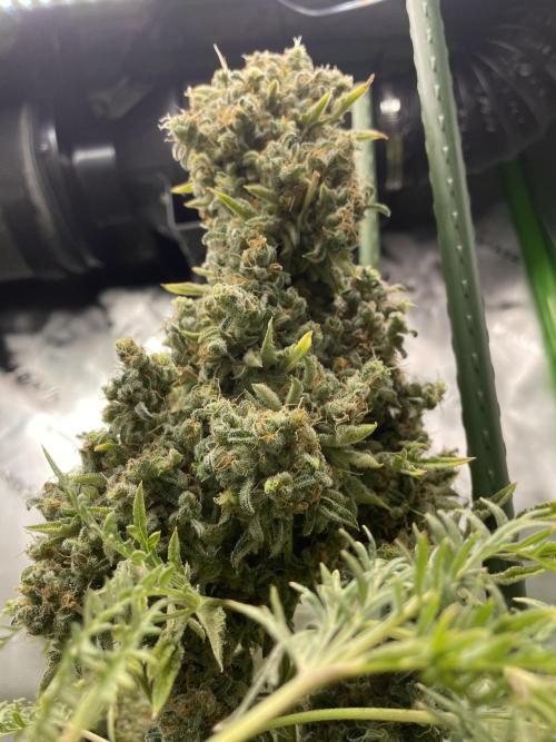Terpyz - Mentha De Croco. Week 23