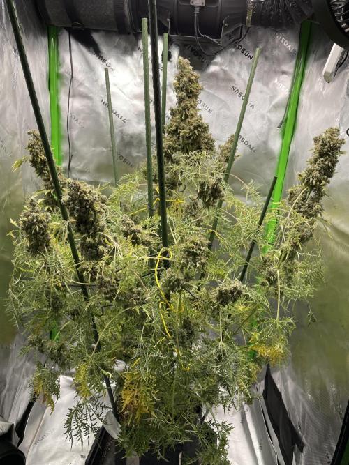Terpyz - Mentha De Croco. Week 23