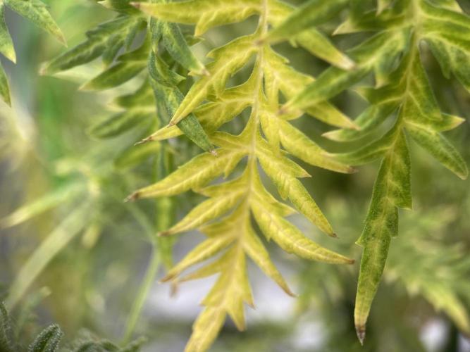 Terpyz - Mentha De Croco. Week 23
