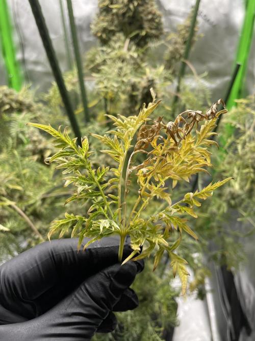 Terpyz - Mentha De Croco. Week 23