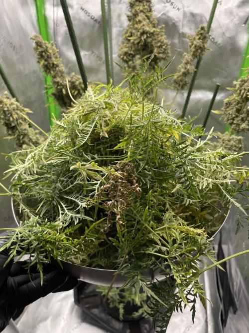 Terpyz - Mentha De Croco. Week 23