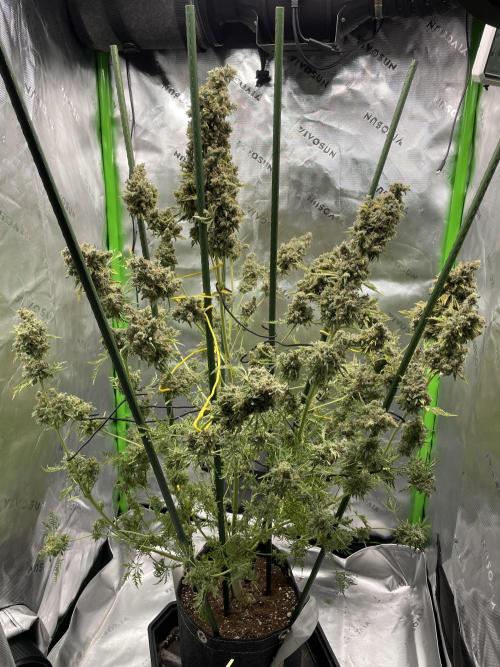 Terpyz - Mentha De Croco. Week 23