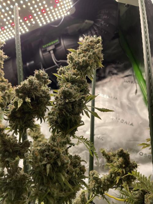 Terpyz - Mentha De Croco. Week 23