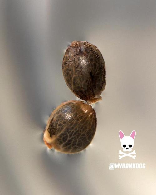 Sweet Seeds Bloody Skunk. Week 0
