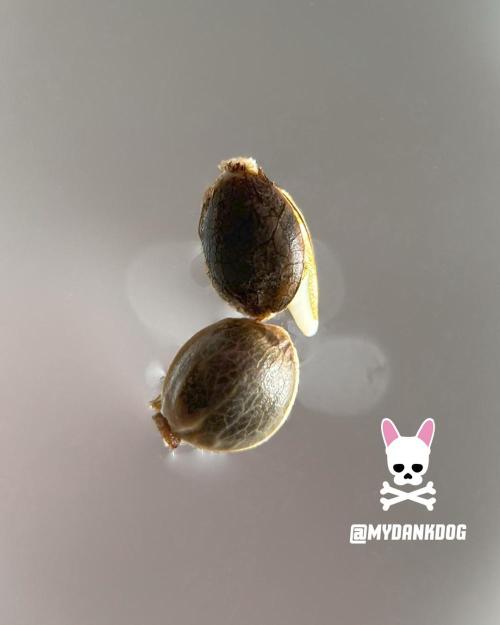 Sweet Seeds Bloody Skunk. Week 0