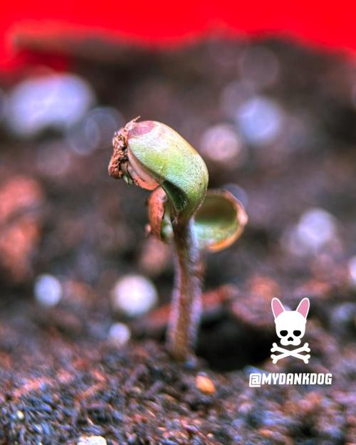 Sweet Seeds Bloody Skunk. Week 0