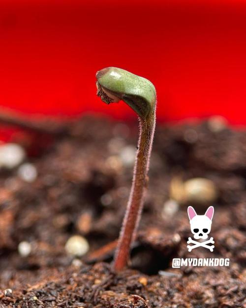 Sweet Seeds Bloody Skunk. Week 0