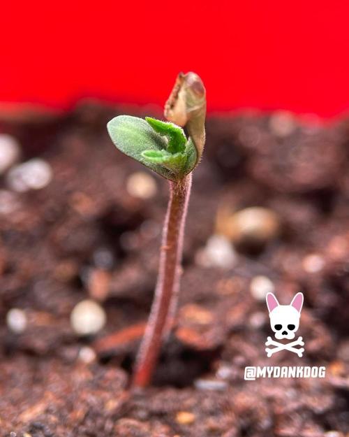 Coco Professional Plus. Week 0