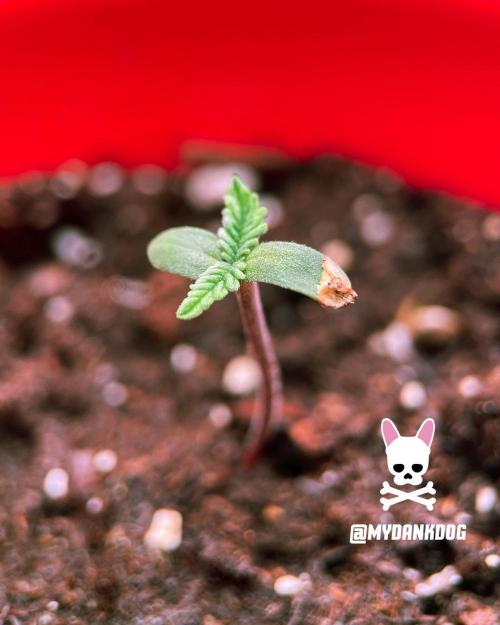 Coco Professional Plus. Week 0