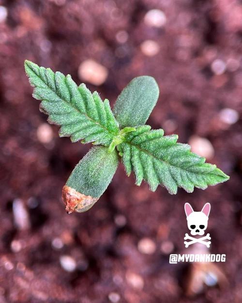 Coco Professional Plus. Week 1