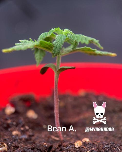 Sweet Seeds Bloody Skunk. Week 1