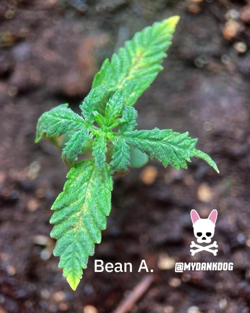 Sweet Seeds Bloody Skunk. Week 1
