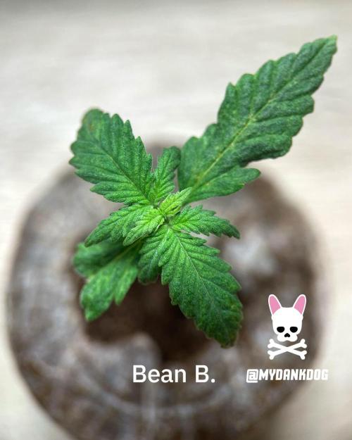 Sweet Seeds Bloody Skunk. Week 1