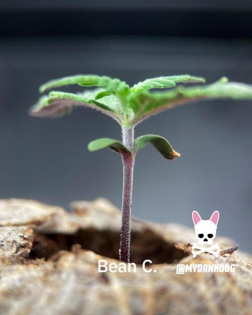Coco Professional Plus. Week 1