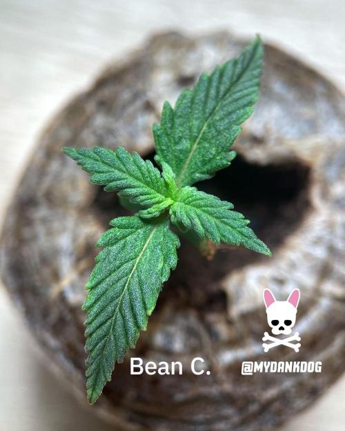 Sweet Seeds Bloody Skunk. Week 1