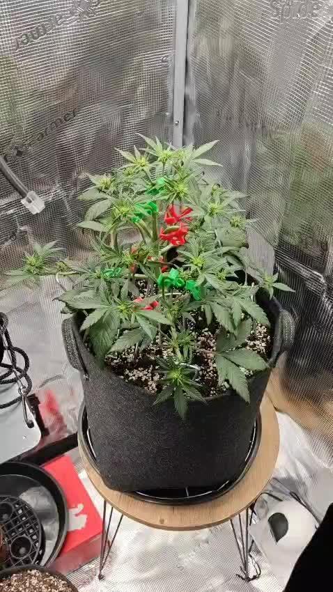Northern Light Auto by RQS