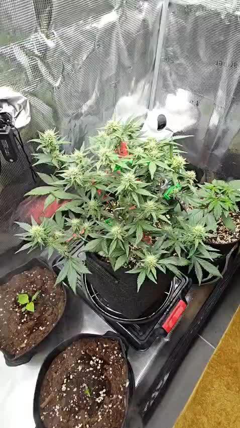 Northern Light Auto by RQS