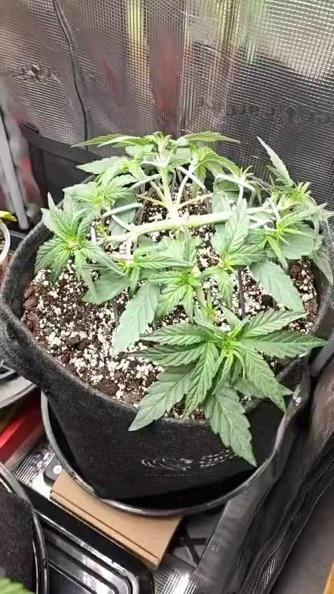 Apple Fritter Auto by RQS - Comm. grow!