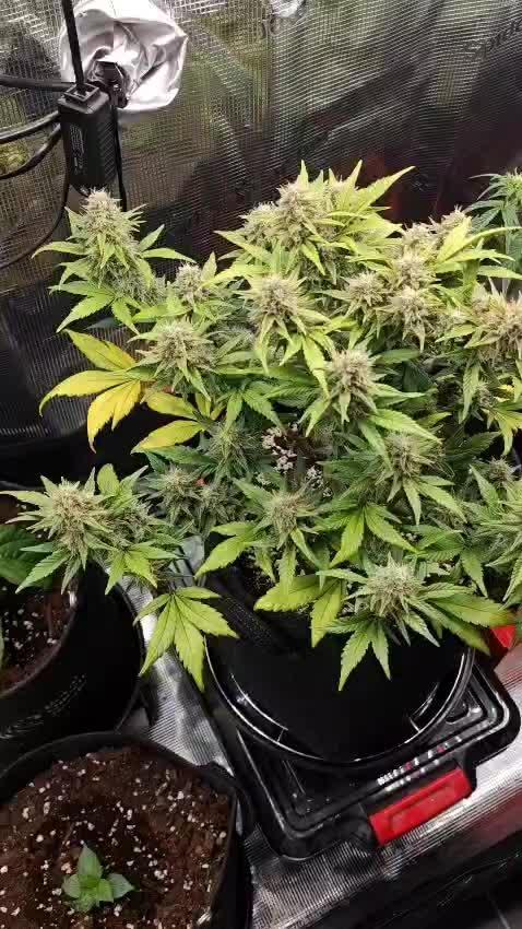 Northern Light Auto by RQS