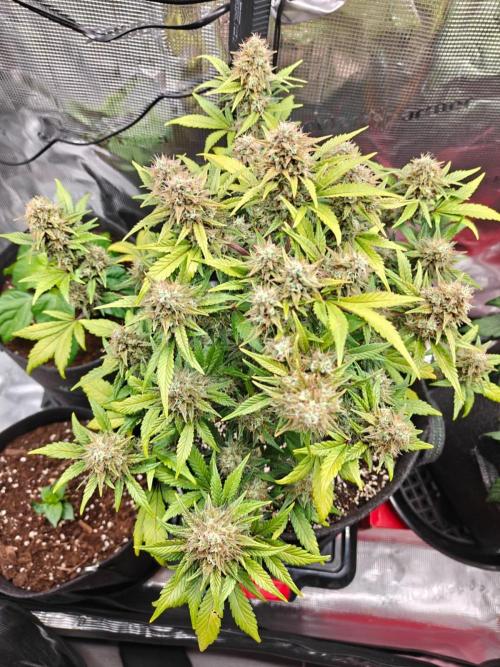 Northern Light Auto by RQS. Week 8 - Day 61