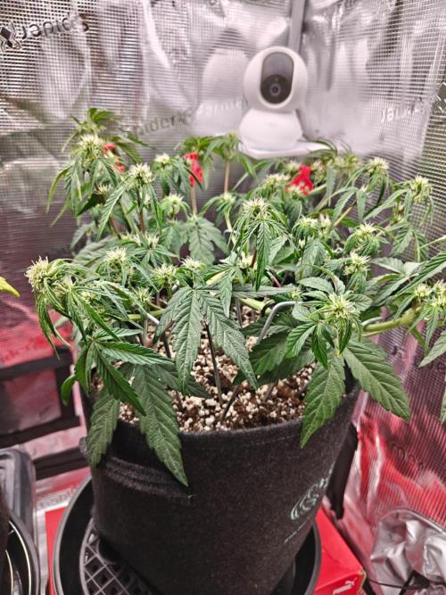 Apple Fritter Auto by RQS - Comm. grow!. Week 4 - Day 32