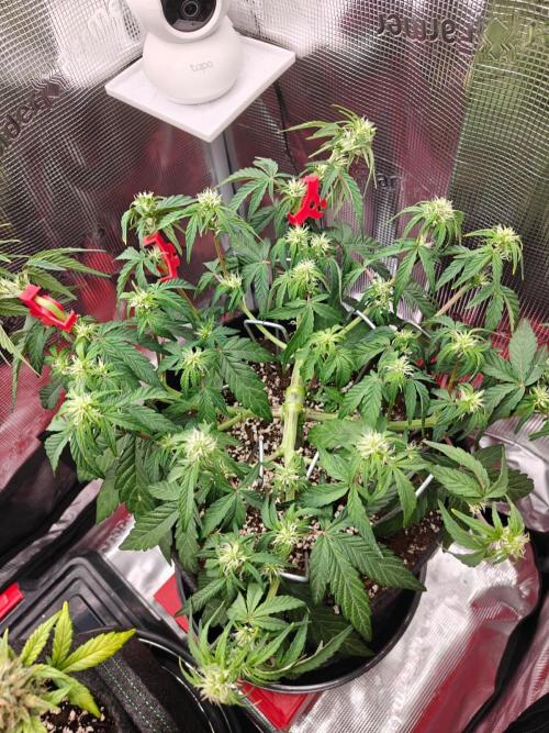 Apple Fritter Auto by RQS - Comm. grow!. Week 4 - Day 32