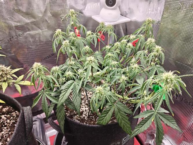 Apple Fritter Auto by RQS - Comm. grow!. Week 4 - Day 33