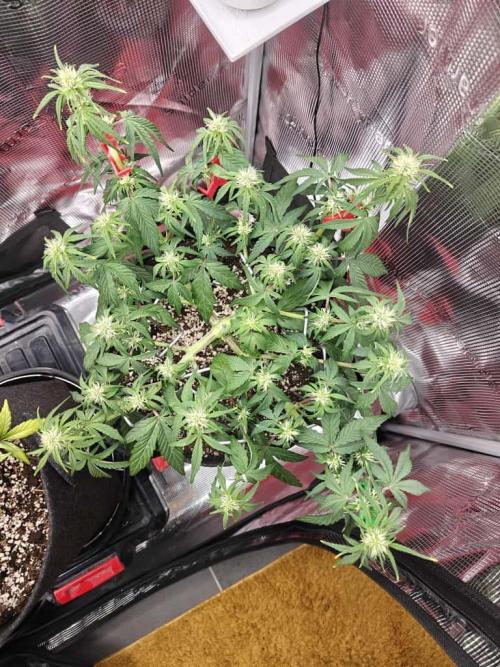 Apple Fritter Auto by RQS - Comm. grow!. Week 4 - Day 33