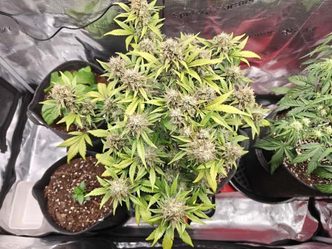 Northern Light Auto by RQS. Week 8 - Day 62