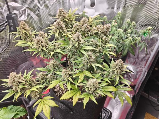 Northern Light Auto by RQS. Week 8 - Day 62