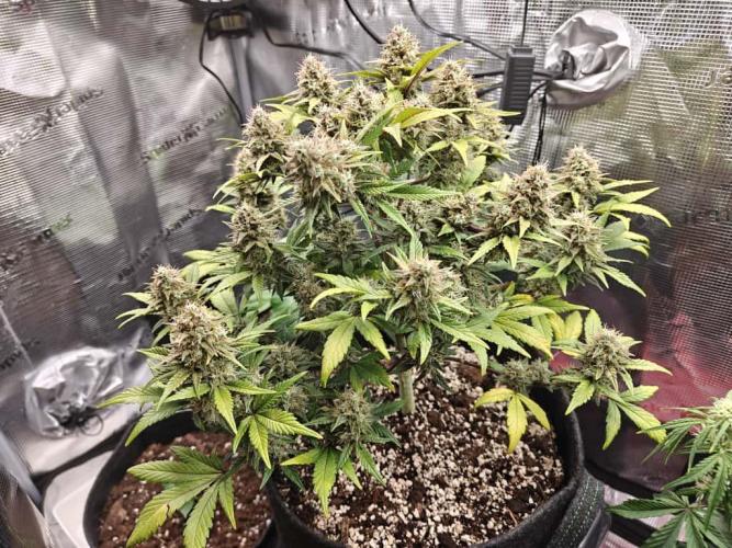 Northern Light Auto by RQS. Week 8 - Day 62