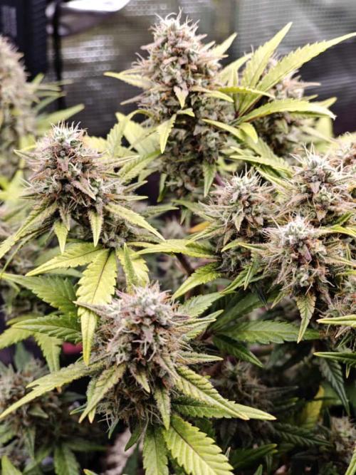 Northern Light Auto by RQS. Week 8 - Day 63