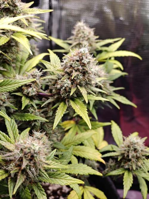 Northern Light Auto by RQS. Week 8 - Day 63