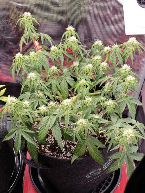 Apple Fritter Auto by RQS - Comm. grow!. Week 4 - Day 34