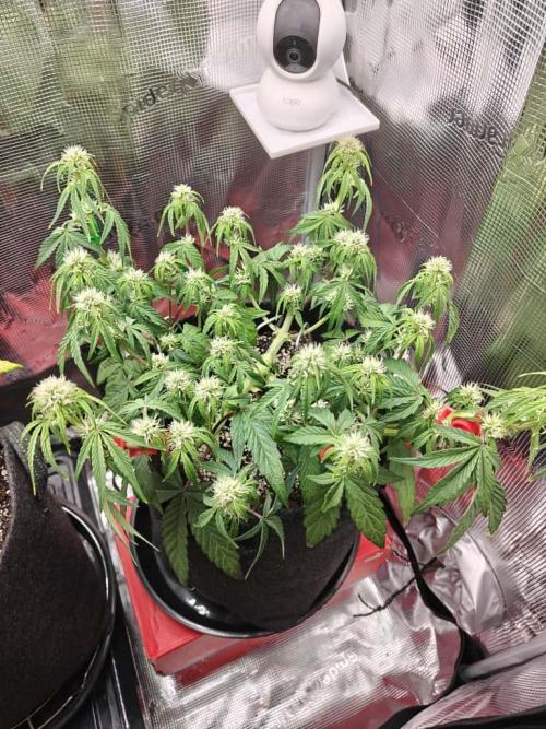 Apple Fritter Auto by RQS - Comm. grow!. Week 4