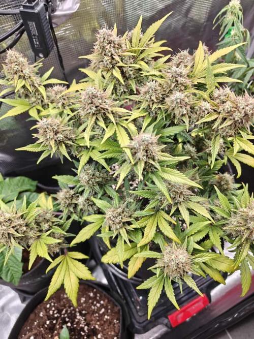 Northern Light Auto by RQS. Week 8 - Day 64