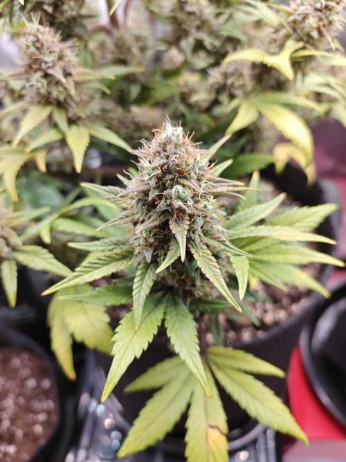 Northern Light Auto by RQS. Week 8 - Day 65