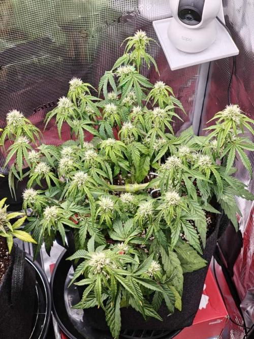 Apple Fritter Auto by RQS - Comm. grow!. Week 5 - Day 37