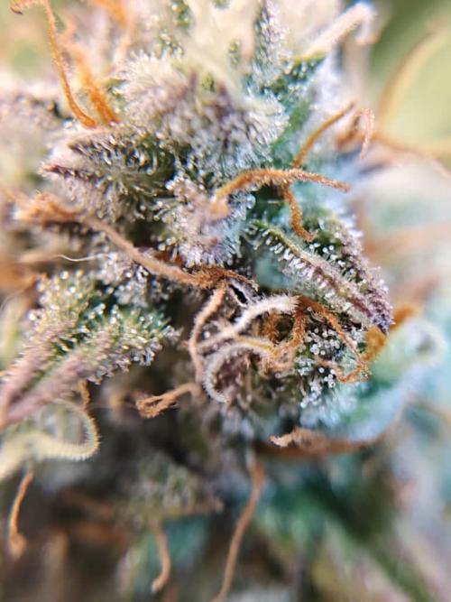 Northern Light Auto by RQS. Week 9 - Day 66