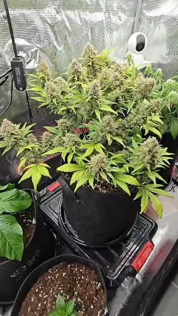 Northern Light Auto by RQS