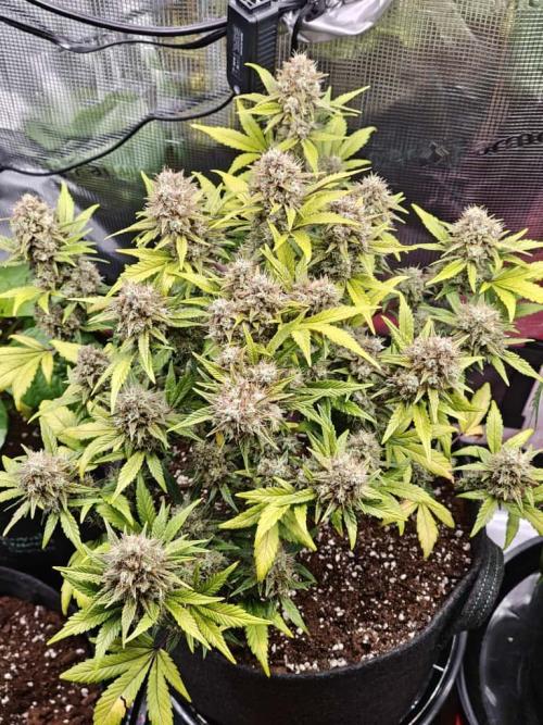 Northern Light Auto by RQS. Week 9 - Day 66