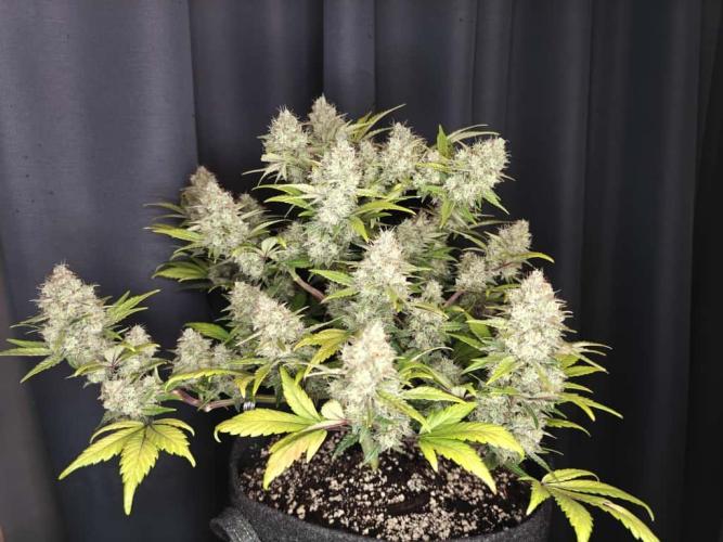 Northern Light Auto by RQS. Week 9 - Day 67