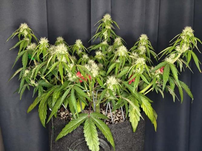 Apple Fritter Auto by RQS - Comm. grow!. Week 5 - Day 38