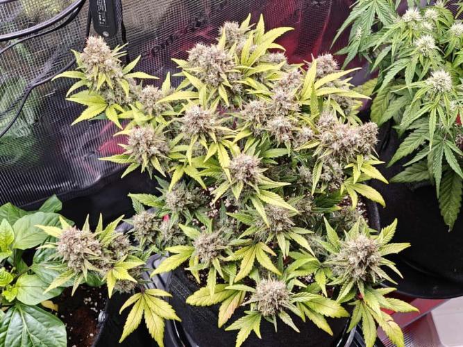 Northern Light Auto by RQS. Week 9 - Day 68