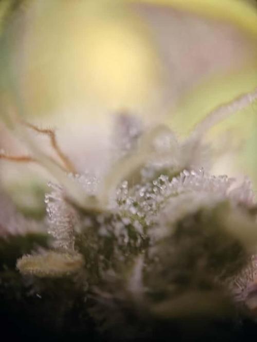 Northern Light Auto by RQS. Week 9 - Day 68