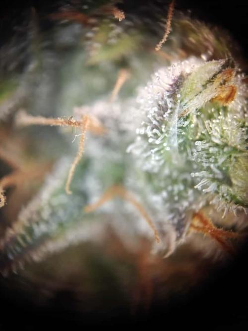 Northern Light Auto by RQS. Week 9 - Day 68