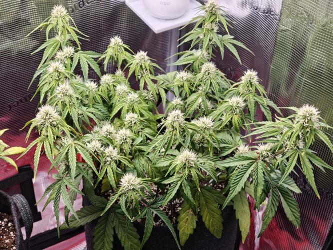 Apple Fritter Auto by RQS - Comm. grow!. Week 5 - Day 39