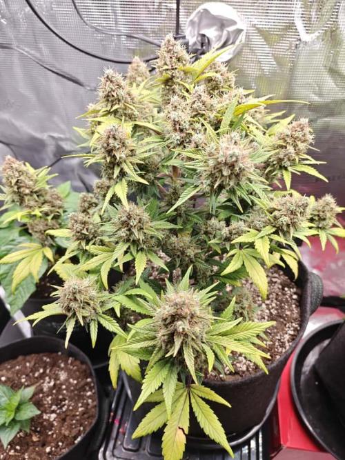 Northern Light Auto by RQS. Week 9 - Day 69